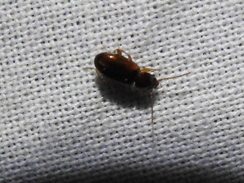 Trechus quadristriatus - közönséges fürgefutonc