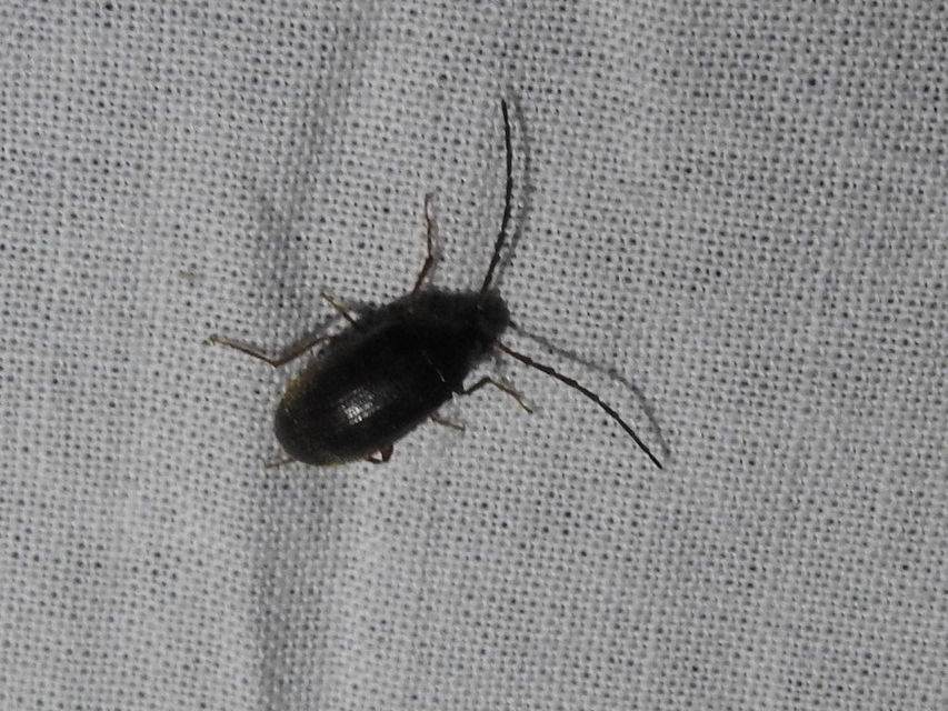 Hymenalia rufipes - rőtlábú alkonybogár