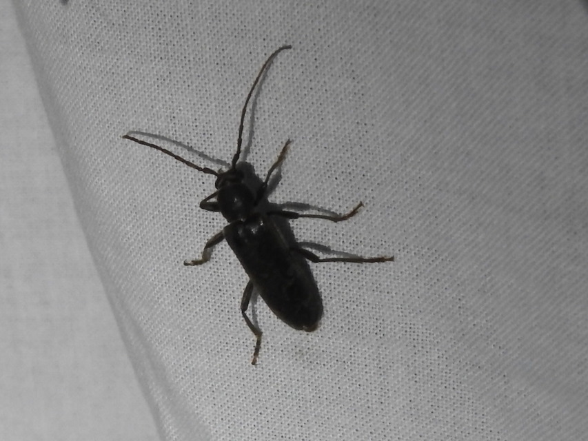 Trichoferus campestris - szállóvendég éjicincér