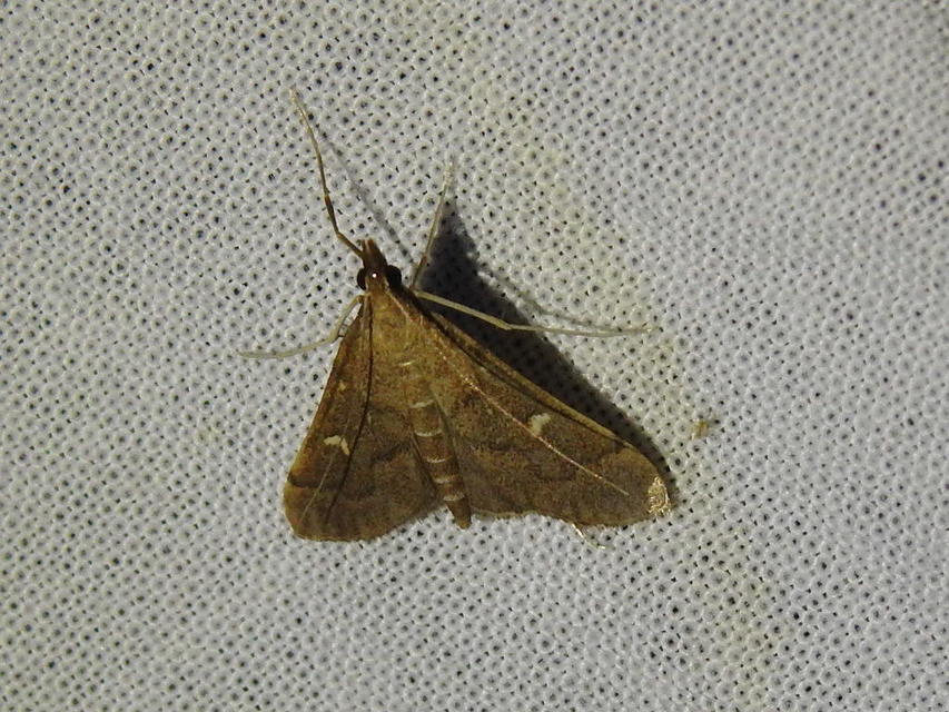 Dolicharthria punctalis - hosszúlábú tűzmoly