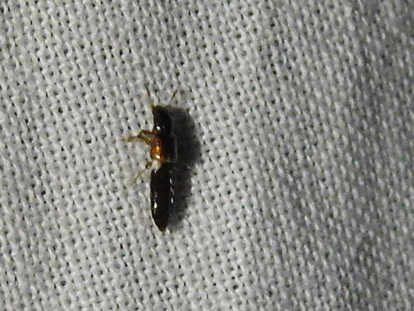 Bledius Bledius