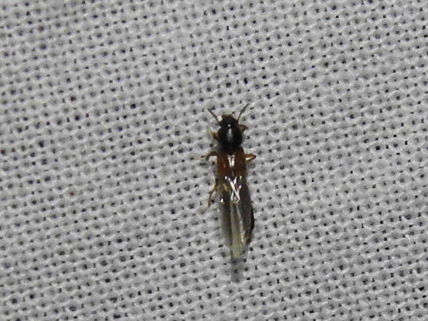 Bledius Bledius