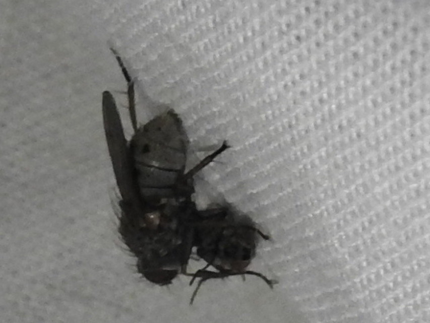 Coenosia tigrina