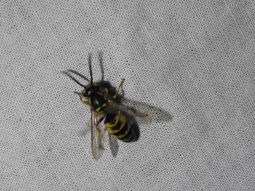 Vespula