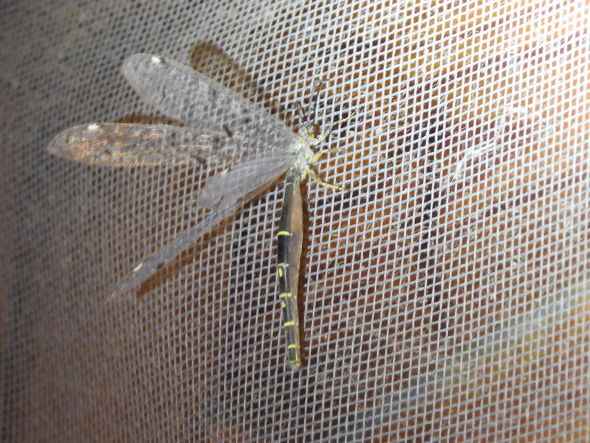 Distoleon tetragrammicus - négyfoltos hangyaleső
