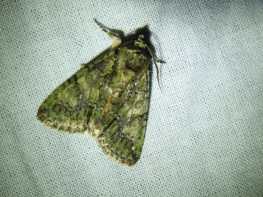 Polyphaenis sericata - selyemfényű erdeibagoly