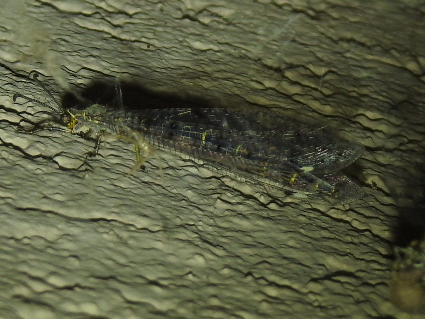 Distoleon tetragrammicus - négyfoltos hangyaleső