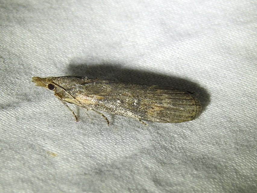 Lamoria