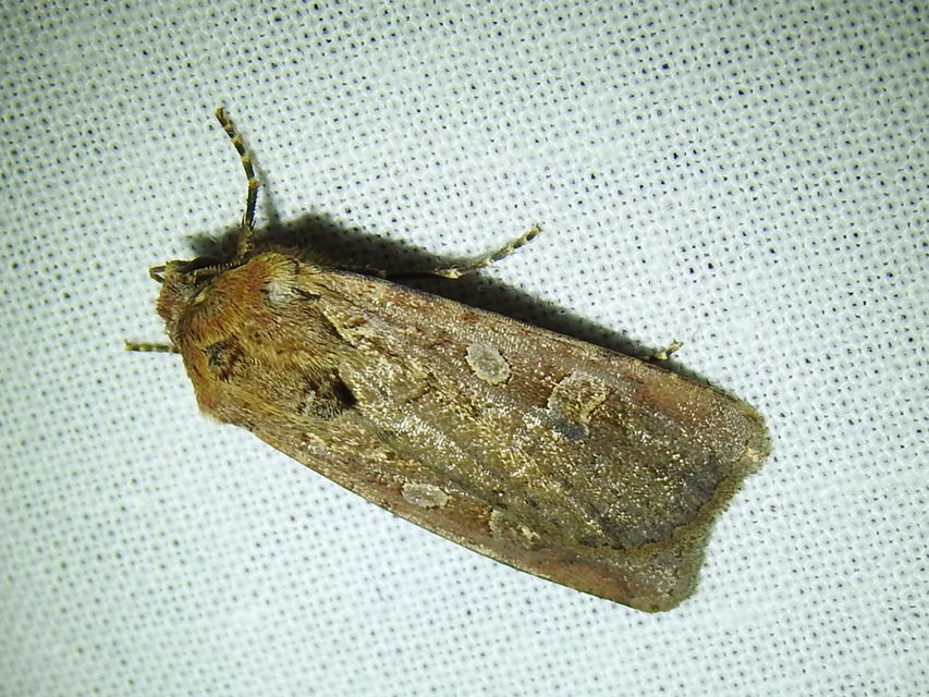 Euxoa tritici/nigrofusca/eruta