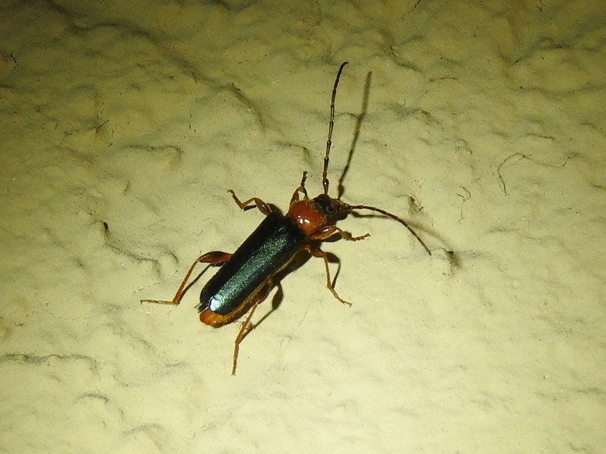 Phymatodes testaceus - változékony korongcincér Phymatodes testaceus - változékony korongcincér