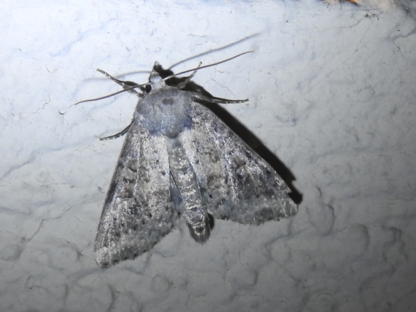 Parastichtis suspecta - sötét erdeibagoly