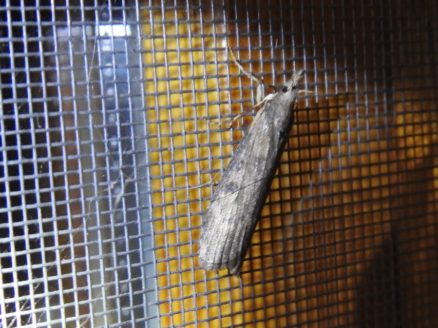 Lamoria