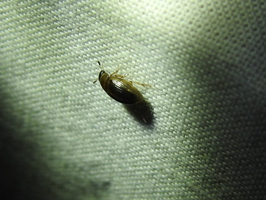 Cercyon laminatus - jövevény iszapcsiborka Cercyon laminatus - jövevény iszapcsiborka