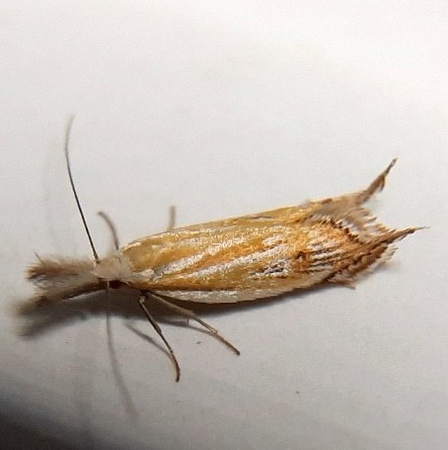 Holoscolia huebneri - sarlósszárnyú csíkosmoly