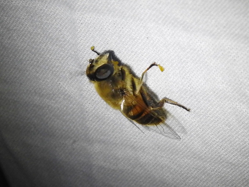 Eristalis tenax - közönséges herelégy