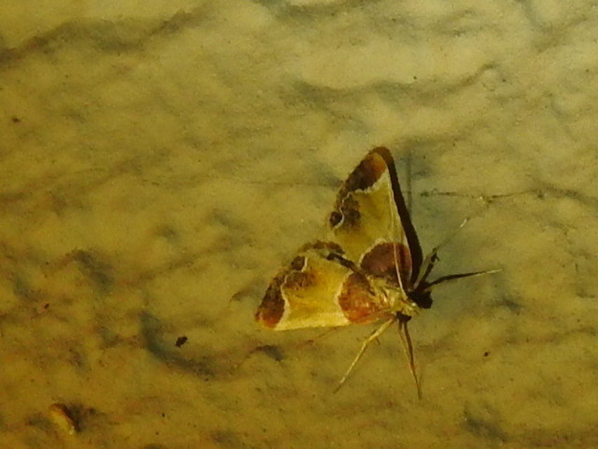 Pyralis farinalis - lisztilonca