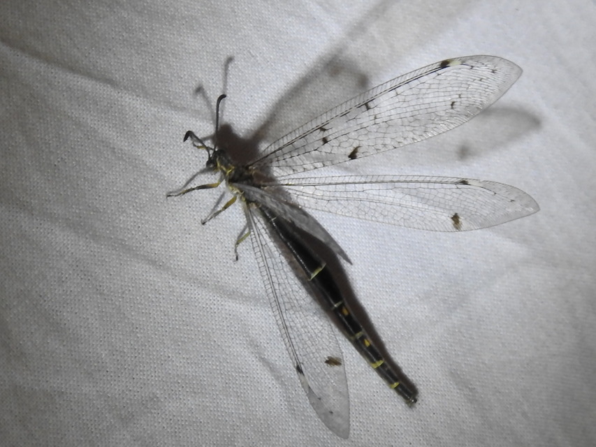 Distoleon tetragrammicus - négyfoltos hangyaleső