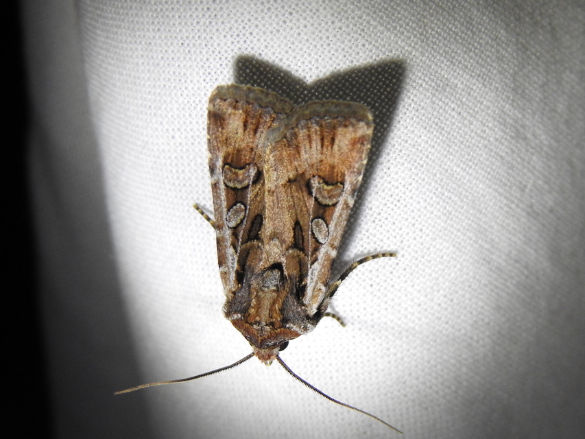 Euxoa tritici/nigrofusca/eruta