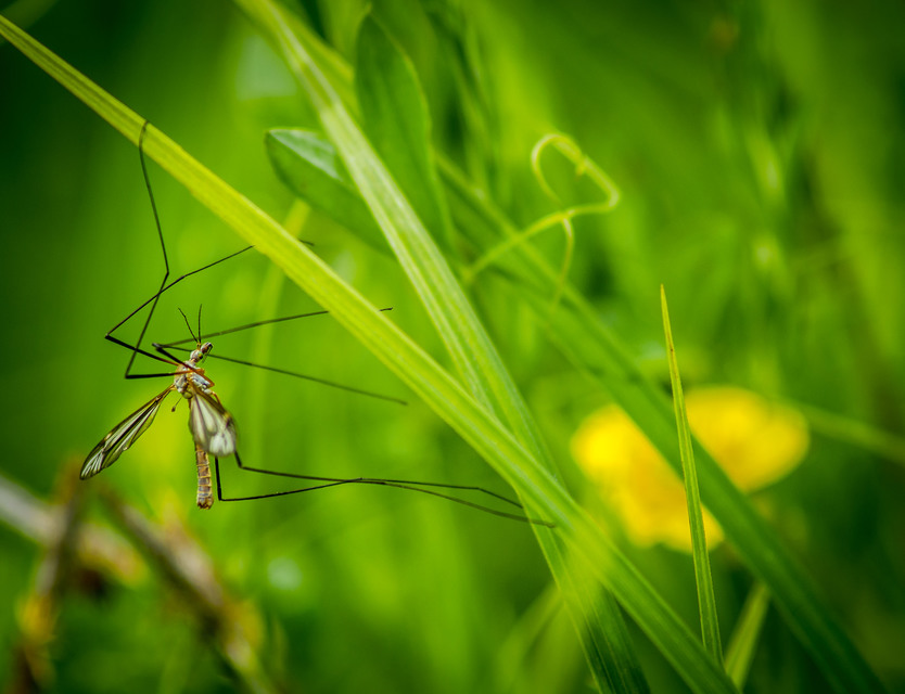 Tipula vernalis