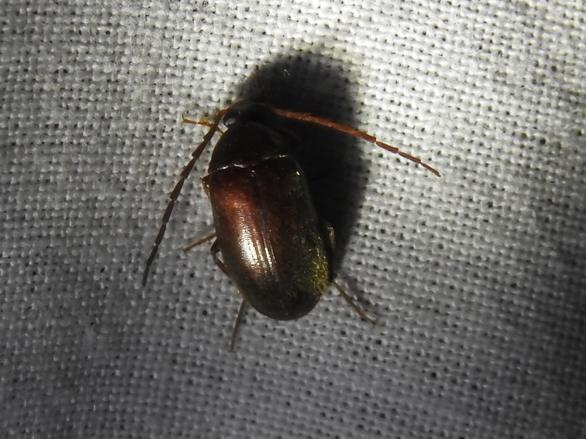 Hymenalia rufipes - rőtlábú alkonybogár