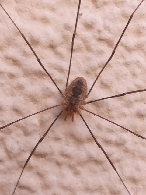 Phalangium opilio
