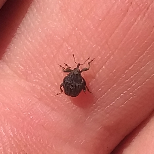 Stenocarus