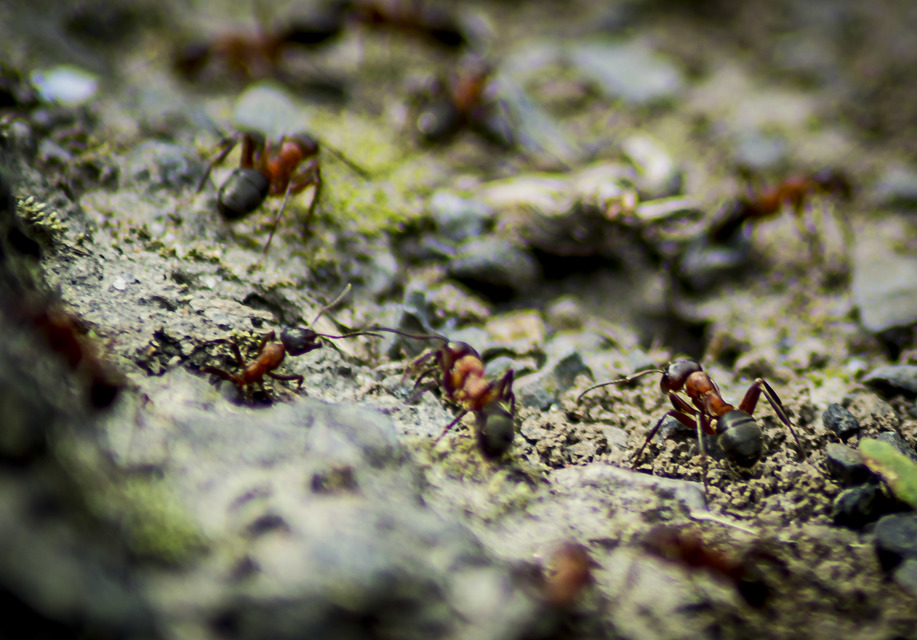 Formica sanguinea - vérvörös rablóhangya