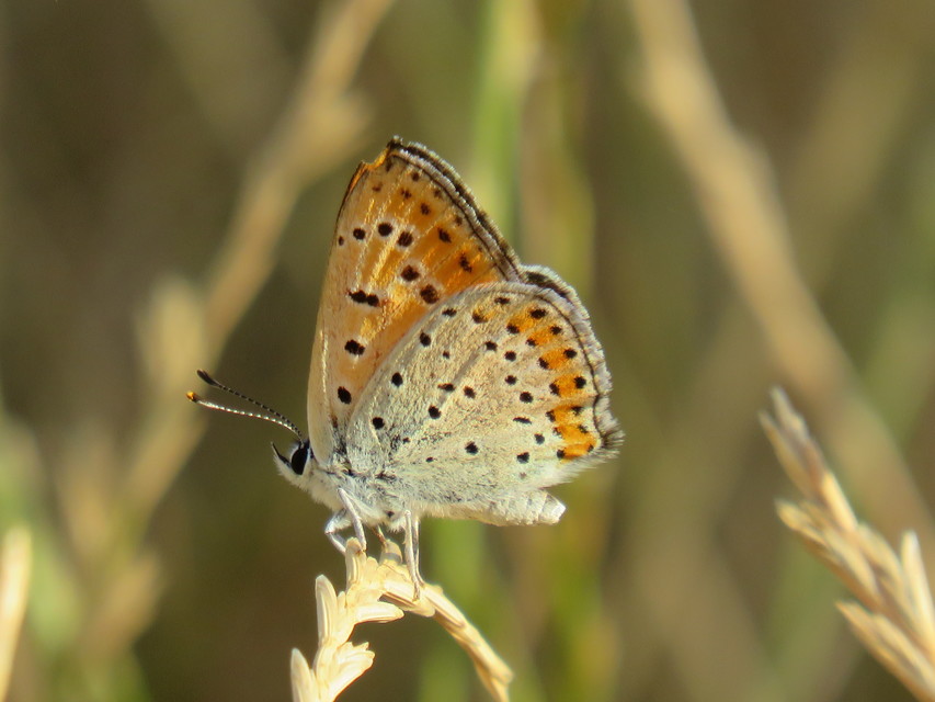 Lycaena thersamon - kis tűzlepke