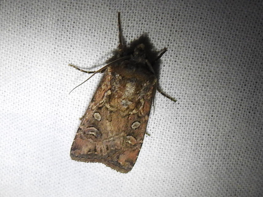 Euxoa tritici/nigrofusca/eruta