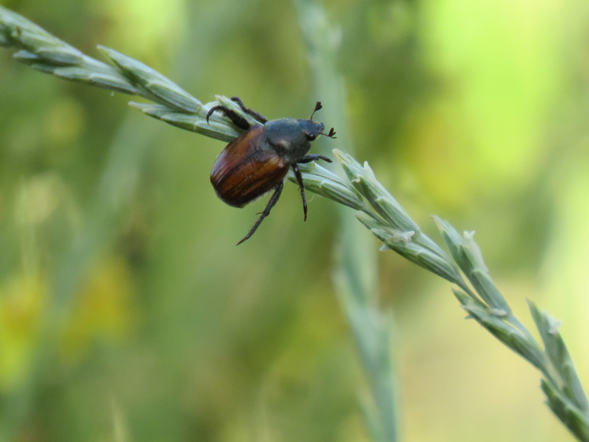 Anisoplia lata - széles szipoly Anisoplia lata - széles szipoly
