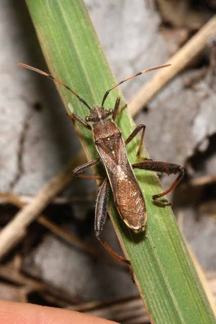 Camptopus lateralis - görbelábú karimáspoloska