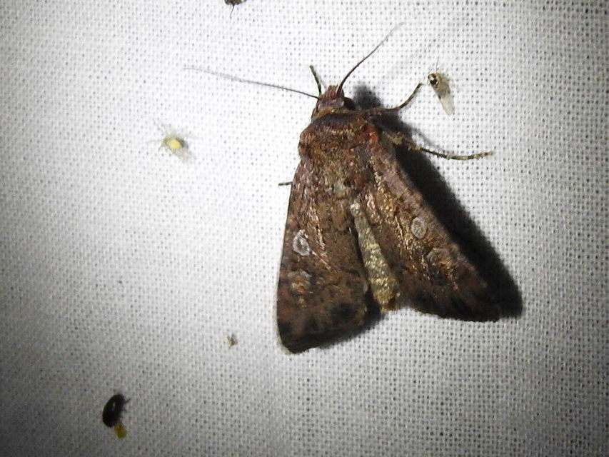 Euxoa tritici/nigrofusca/eruta