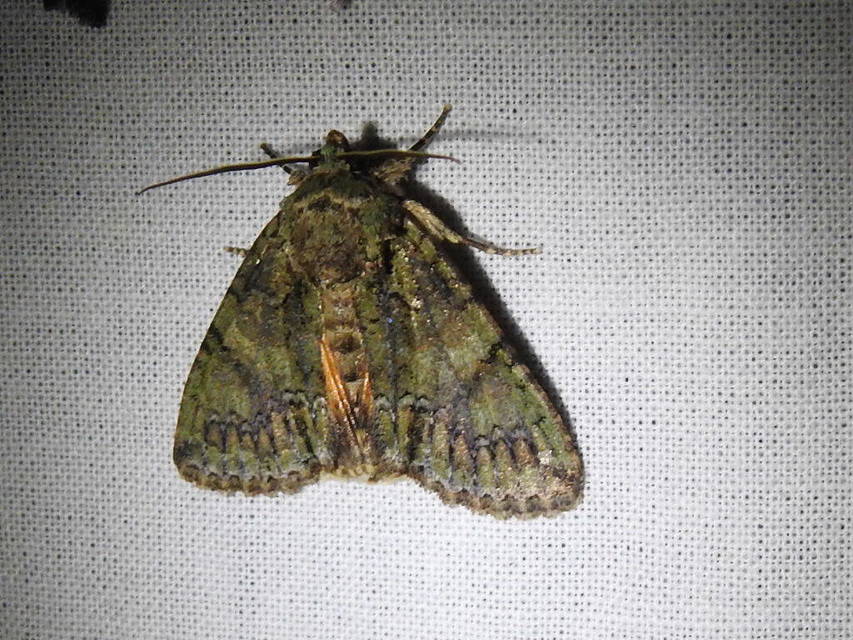Polyphaenis sericata - selyemfényű erdeibagoly