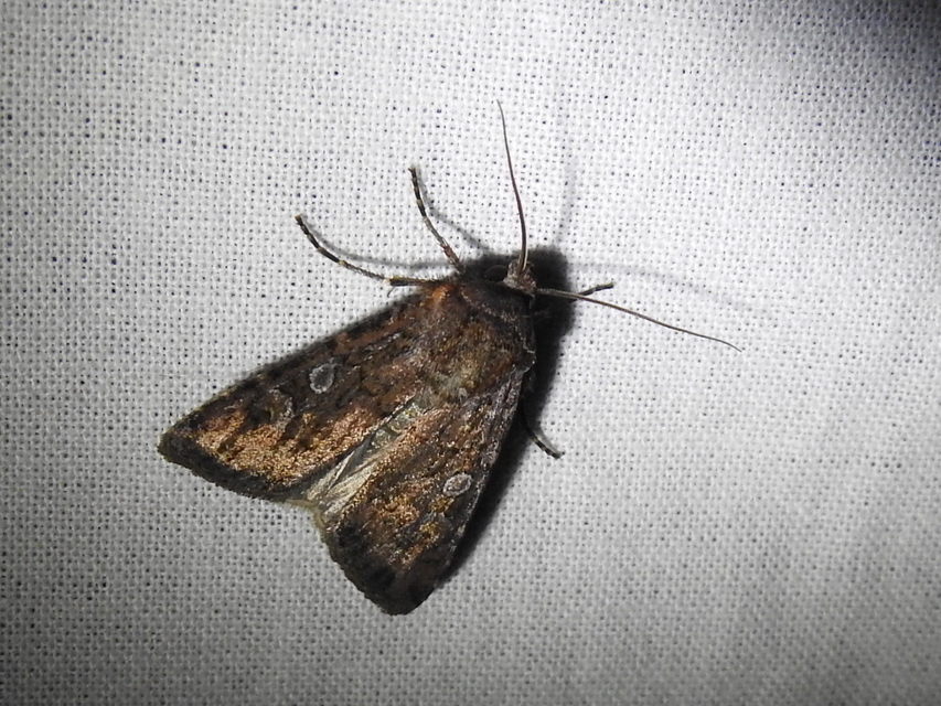 Euxoa tritici/nigrofusca/eruta