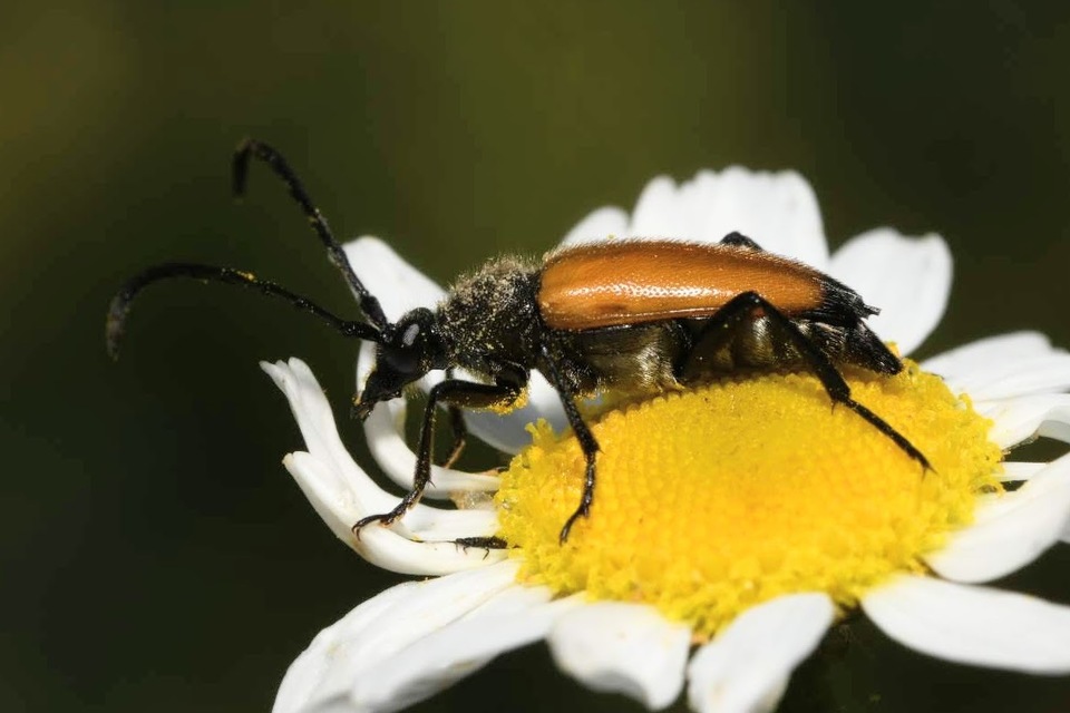 Stictoleptura fulva - vörhenyes virágcincér