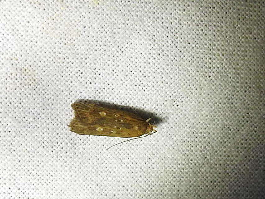 Helcystogramma triannulella - szuláksodró lápimoly