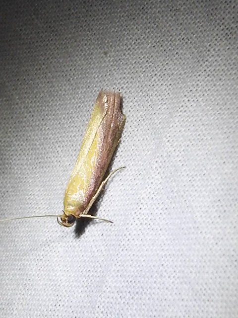 Oncocera semirubella - lucernamoly