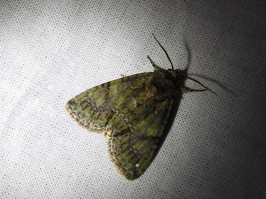 Polyphaenis sericata - selyemfényű erdeibagoly