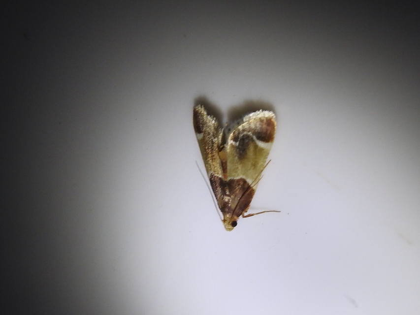Pyralis farinalis - lisztilonca