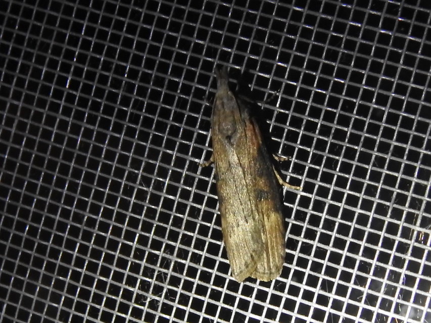 Lamoria