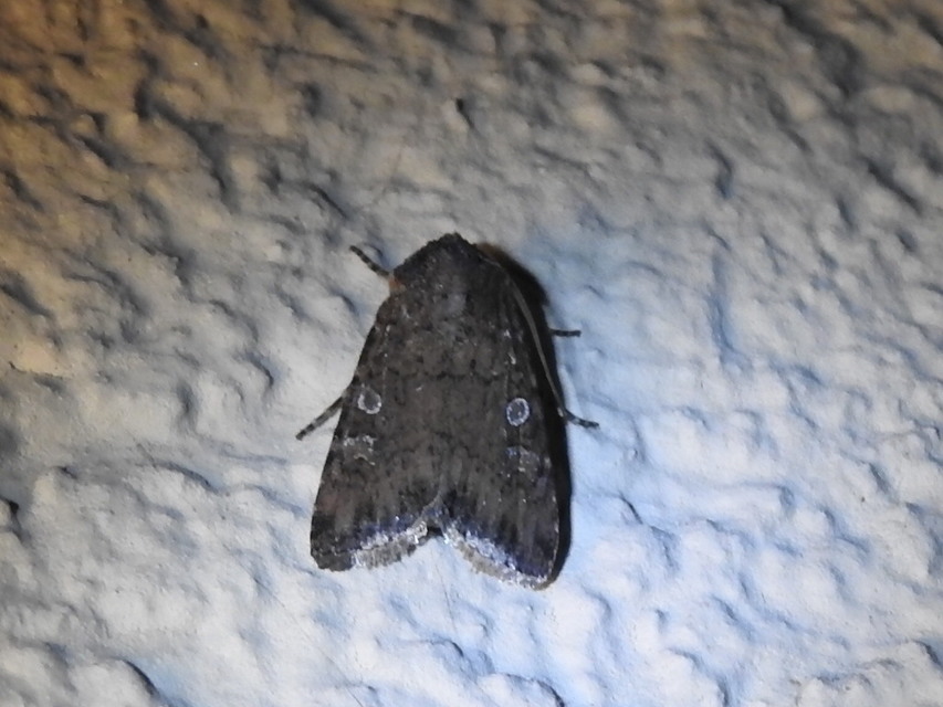 Euxoa tritici/nigrofusca/eruta