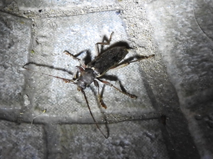 Trichoferus campestris - szállóvendég éjicincér