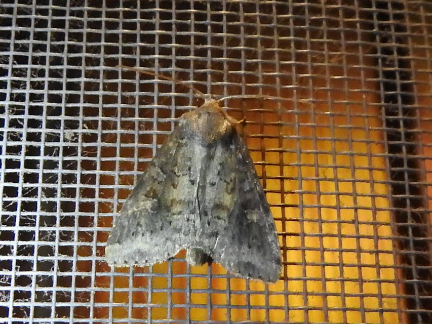 Parastichtis suspecta - sötét erdeibagoly