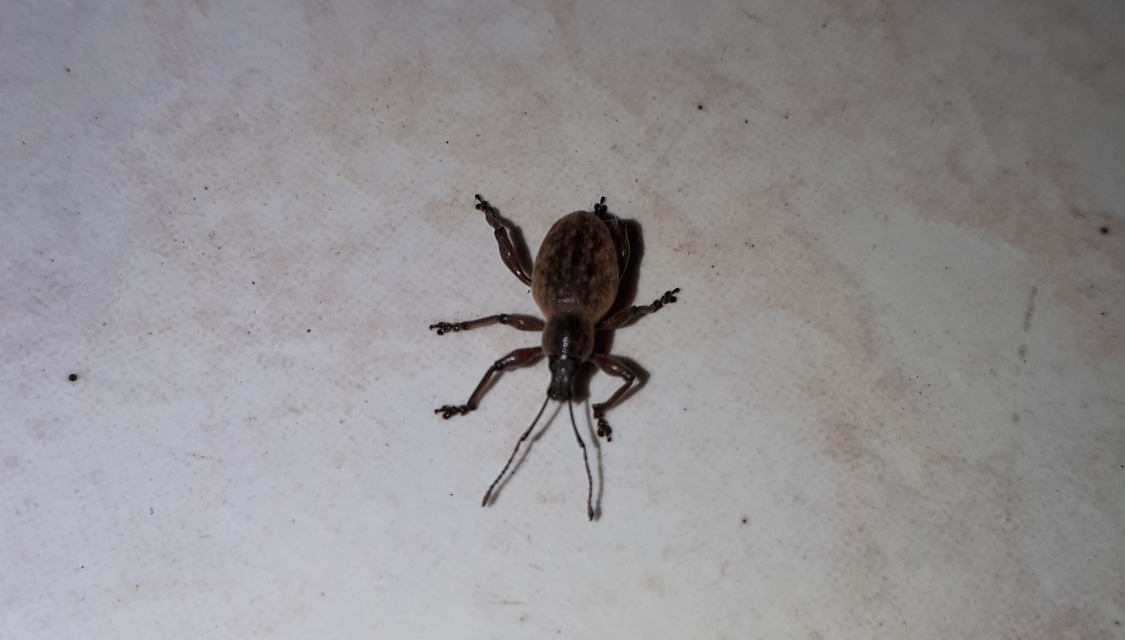 Dodecastichus mastix - lécesorrú gyalogormányos
