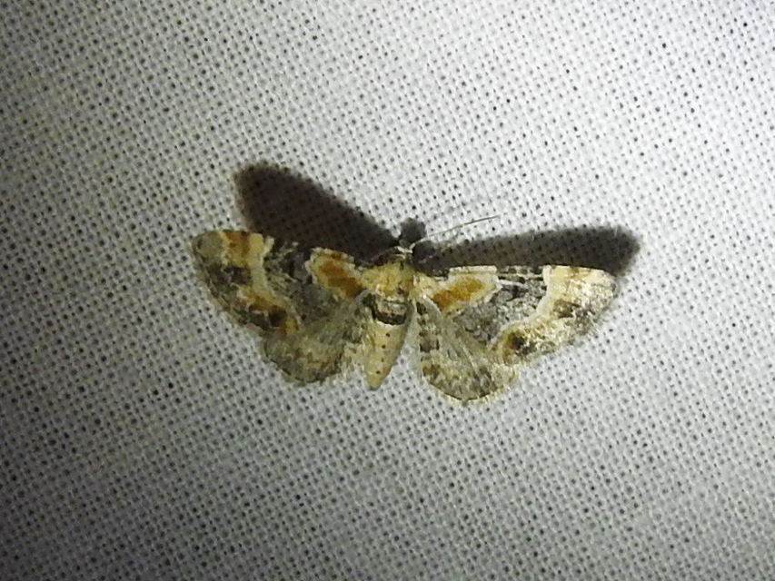 Eupithecia linariata - vonalas törpearaszoló