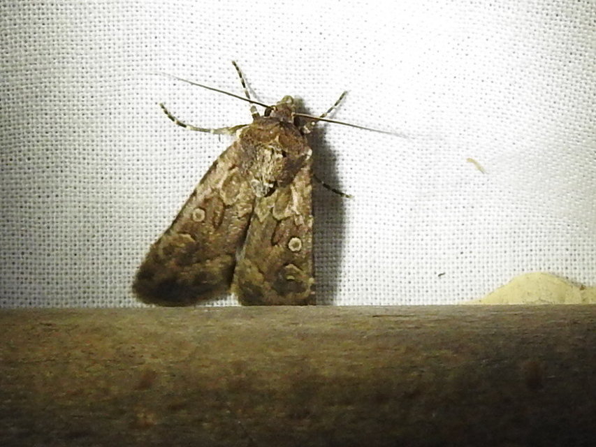 Euxoa tritici/nigrofusca/eruta