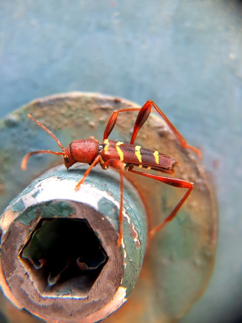 Neoclytus acuminatus - amerikai darázscincér