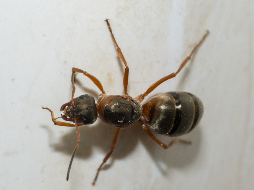 Formica pratensis - réti vöröshangya