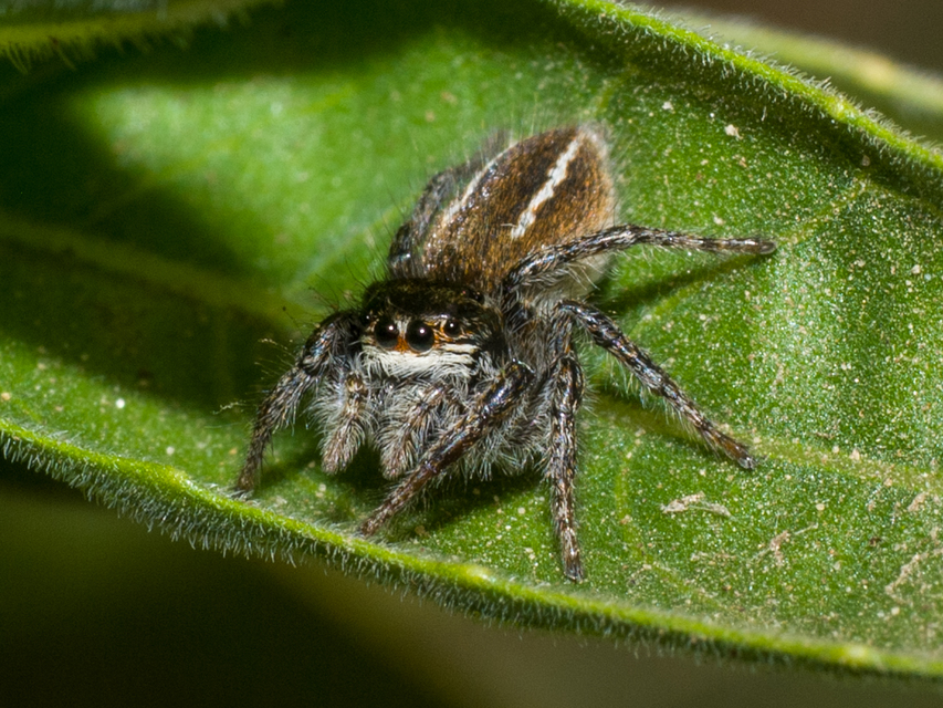 Philaeus chrysops - piros ugrópók