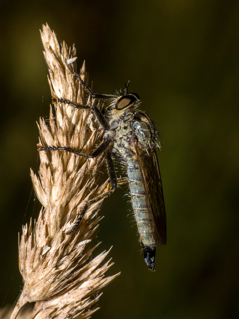 Eutolmus rufibarbis